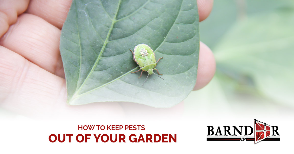 How To Keep Pests Out Of Your Garden Barndoor Ag